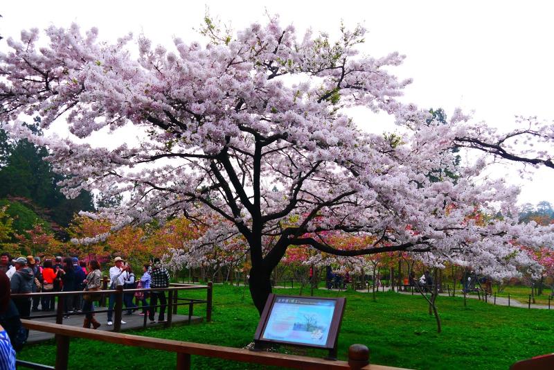 阿里山櫻王，現已盛開，滿山的櫻花，是最佳的賞花期。   圖：翻攝自公路總局網站