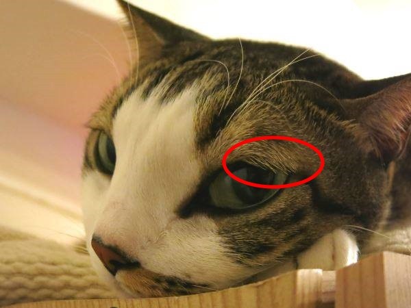 雖然喵星人沒有eyelashes（睫毛），但有accessory eyelashes！就是下圖中紅圈圈處的輔助睫毛。   圖：寵毛網petsmao資訊平台提供