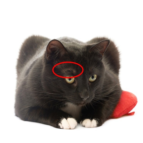 貓咪輔助睫毛上方的部位毛髮較稀疏，如果是像黑貓或玳瑁貓這種毛色較深的貓咪就會更明顯。   圖：寵毛網petsmao資訊平台提供