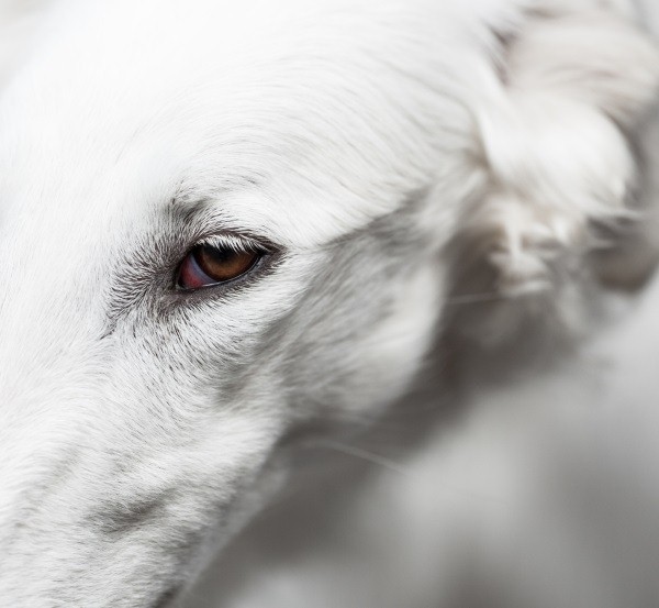 狗狗大約有２～４排的上睫毛，但也沒有下睫毛。   圖：寵毛網petsmao資訊平台提供