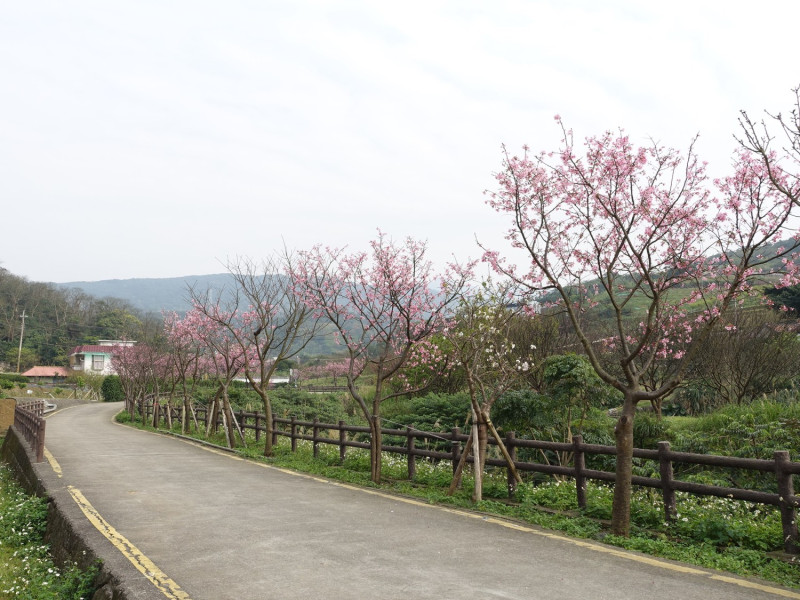 三芝三生步道櫻花大約只開了五成。   圖： 翻攝自賞花賞螢快報臉書