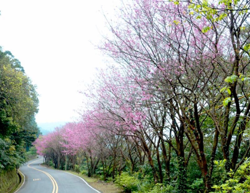 三芝青山路上的櫻花大約開了七成。   圖： 翻攝自賞花賞螢快報臉書