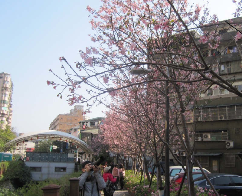 土城的櫻花正盛開，搭捷運就可以去賞花。   圖： 翻攝自新北市政府網站