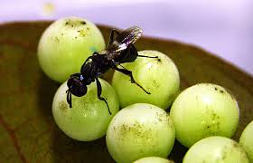 平腹小蜂」會寄生在荔枝椿象的卵上，使卵無法孵化，可有效減少荔枝椿象的數量。
   圖:翻攝自網路。