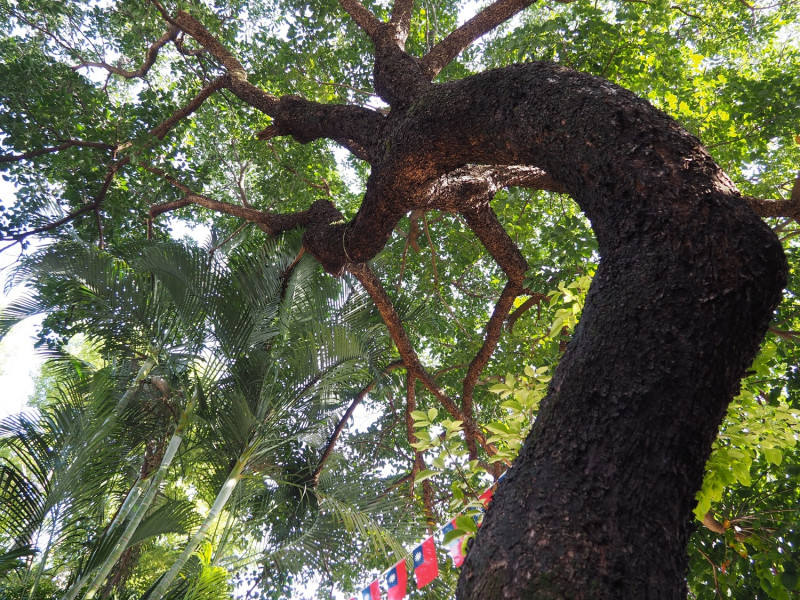 將軍朱楚雲庭院中高聳參天的茄苳樹。   圖：新北市文化局提供