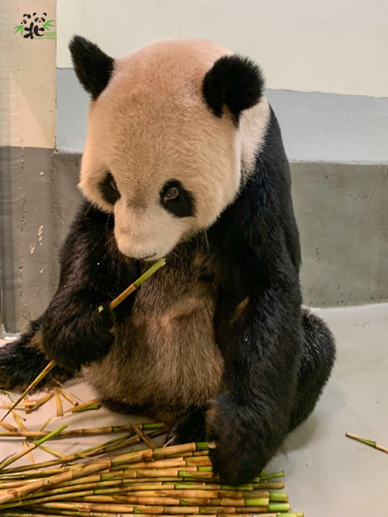 「團團」享用四方竹。   圖：台北市市立動物園／提供