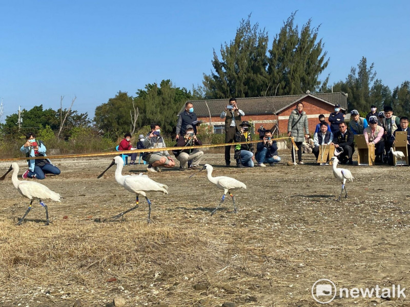 隨東北季風轉強，黑面琵鷺大量飛抵台南棲息度冬，吸引許多遊客、觀光客及愛鳥人士來台南追逐、觀賞及紀錄黑琵曼妙舞姿，台南市長黃偉哲邀請親子一同來台南觀賞黑琵、漫遊饗美食，並體驗生態之美。   圖：台南市政府提供