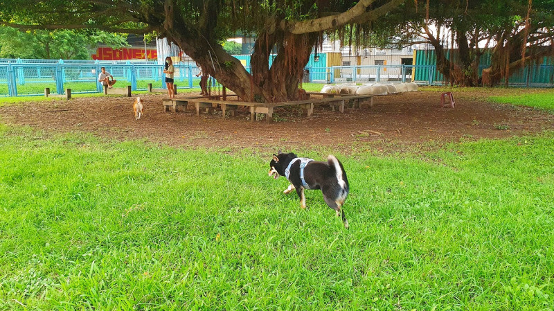 華江寵物公園-樹蔭休息區讓毛爸媽們能輕鬆的看著寶貝玩。   圖：新北市高灘處提供