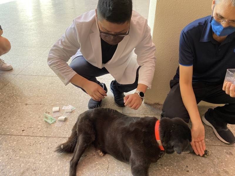 中獸醫專長的獸醫師為高齡狗進行針灸治療，減緩其關節疼痛。   圖：新北市動保處提供