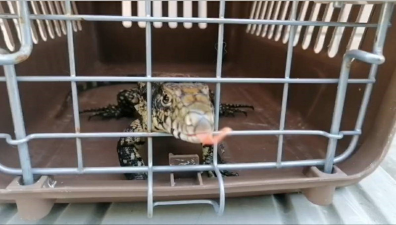 肚子餓想吃東西的金南美蜥蜴（影片截圖）。   圖：新北市動保處提供