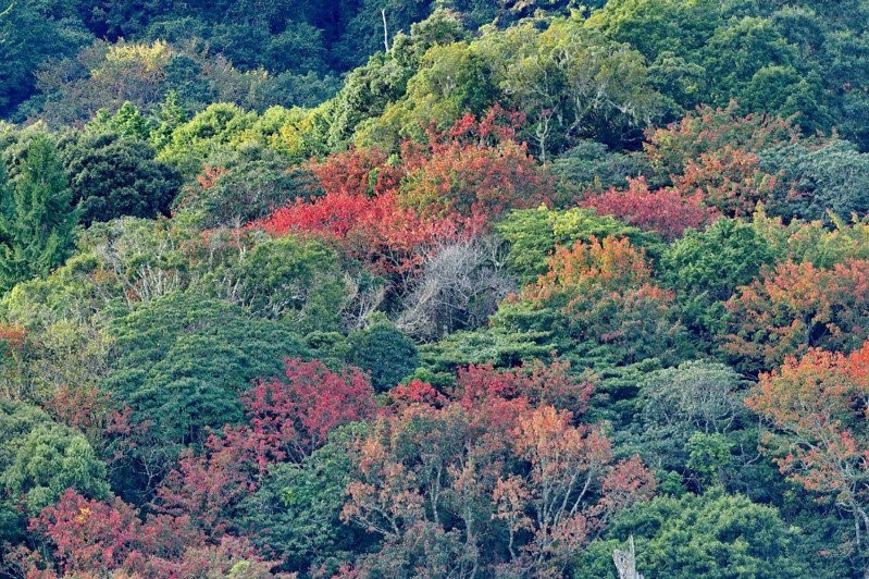 玉山塔塔加園區今年楓葉已開始轉色，預估到12月初，會進入大量轉色期的賞楓高峰。   圖：玉山國家公園管理處／提供
