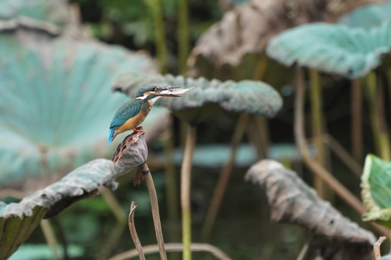 翠鳥是捕魚高手。   圖：新北市高灘處提供