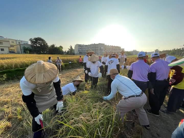 會場並設有割稻體驗區，讓企業穀東實際下田體驗收割稻米樂趣。霧峰區農會/提供