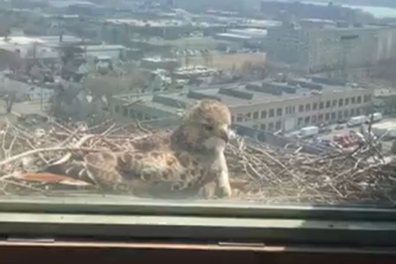 隔窗賞鳥突然「砰！」的一聲，另一隻鳥「大力登場」，牠頭暈還不忘裝狠。   圖／Youtube： ViralHog