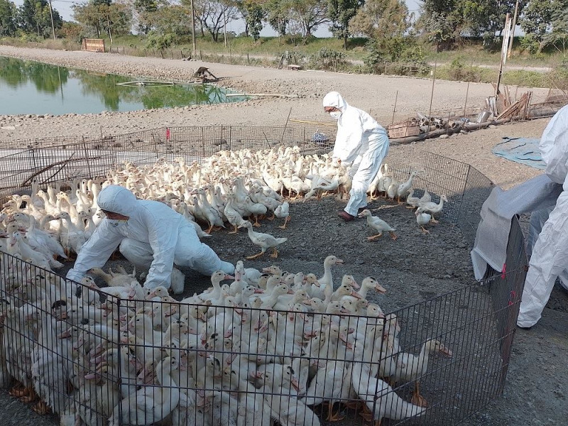 屏東縣動物防疫所於於高樹鄉養鴨場撲殺1,350隻(34日齡)肉鴨。   圖：屏東縣政府／提供