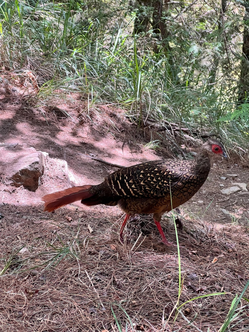 遇見任何野生動物務必遵守不接觸、不餵食、不驚嚇的「三不」原則。   圖：新北市動保處提供