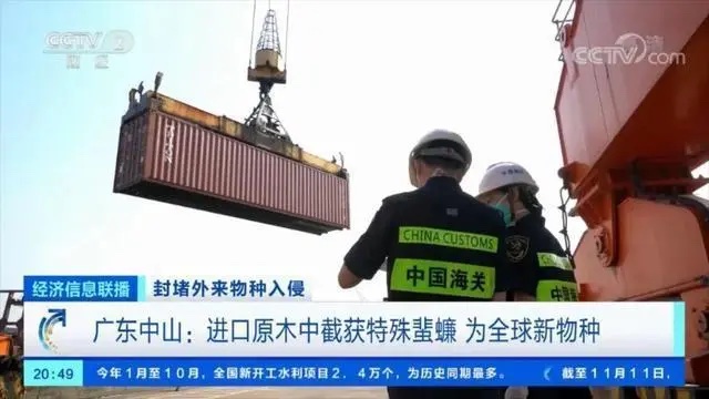 中國海關截獲新物種拉丁蠊屬蜚蠊種。   圖：翻攝自CCTV