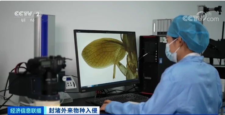 中國海關截獲新物種拉丁蠊屬蜚蠊種。   圖：翻攝自CCTV