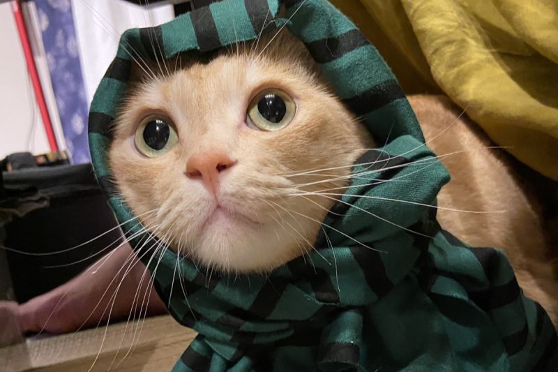 貓咪進食每吃必哭，醫生檢查後給的答案超衝擊：「不愧是橘貓」。   圖／Twitter：yuitarou_kh5656