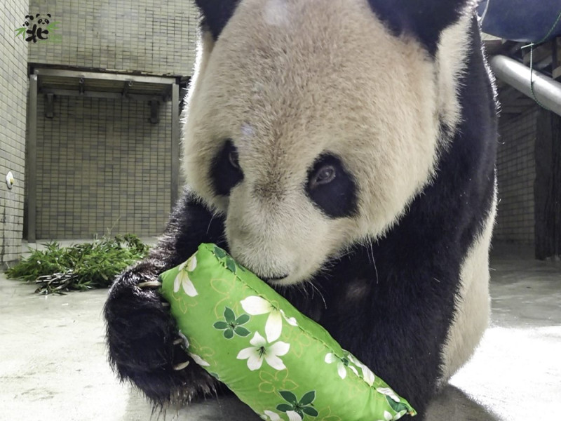 團團心跳於下午1時48分心跳停止，台北動物園表示，之後會保存團團的皮毛和骨骼做成標本。   圖：台北市立動物園／提供