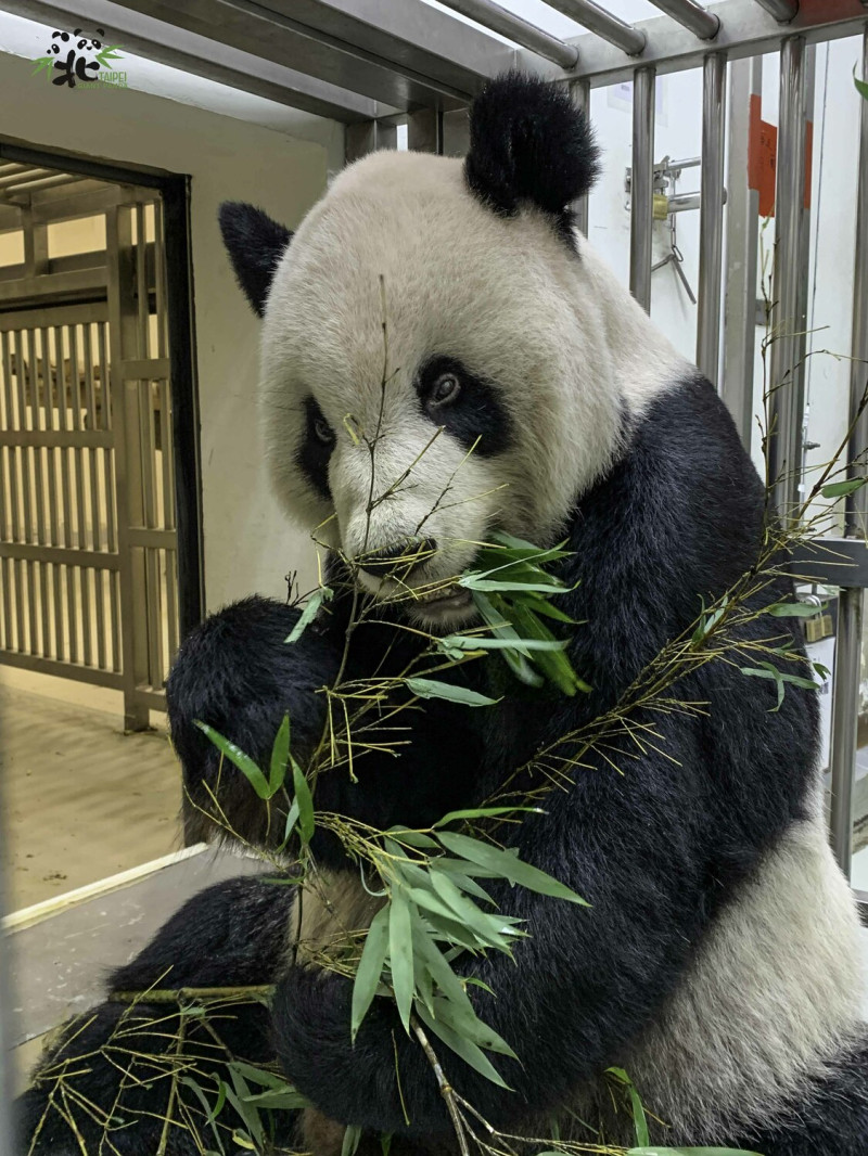 台北市立動物園的高人氣大貓熊團團於11月19日病逝。   圖：台北市立動物園／提供(資料照)