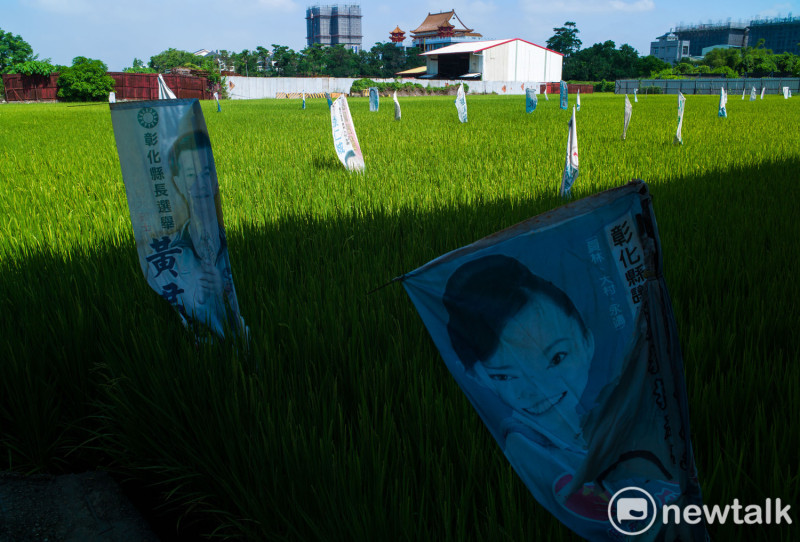 選戰過後候選人的競選旗幟被農人拿到稻田裡趕鳥。   圖：張良一/攝