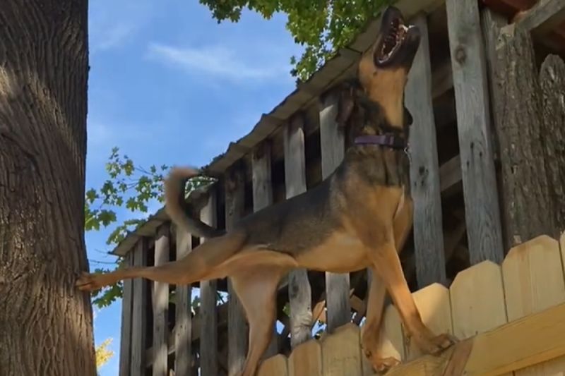 狗狗間諜訓練中？牠爬細小木板露燦笑：「我身手不錯吧！」。   圖／Youtube：ViralHog