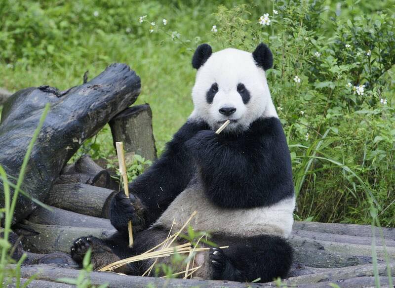 台北市立動物園的高人氣大貓熊團團19日病逝。   圖：翻攝矢板明夫俱樂部 Yaita Akio臉書