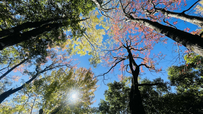 由於今年入秋以來溫度偏高，讓奧萬大楓紅美景較晚報到。   圖：取自奧萬大森林遊樂區臉書