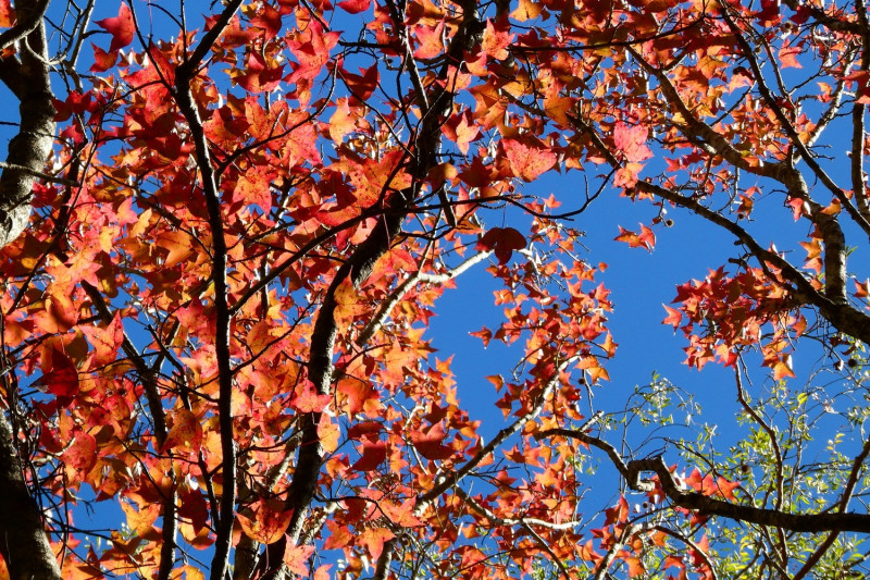 奧萬大目前僅賞楓平台可見橘紅秋景。   圖：取自奧萬大森林遊樂區臉書