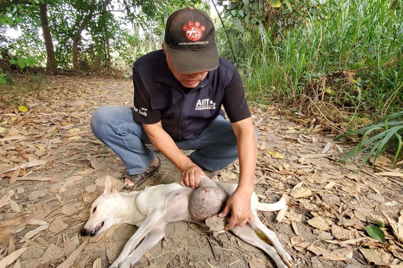 流浪犬掛5公斤巨瘤狂竄，志工急鑽草叢救援。   圖／台灣動物緊急救援小組授權提供