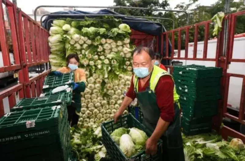 中國近期出現許多蔬菜因封控、疫情限制，無法運輸，全都爛在地裡。   圖 : 翻攝自俠客島