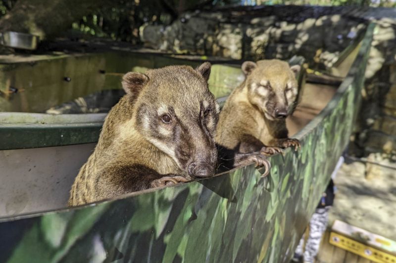 北市動物園讓動物自己做選擇，長鼻浣熊生活超快樂，吃東西懂用腦筋。   圖／臺北市立動物園授權提供，周玟攝