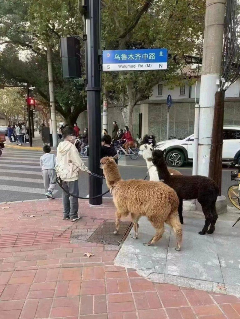 中國民眾牽著「草泥馬」羊駝到「烏魯木齊中路」路牌。   圖：翻攝推特