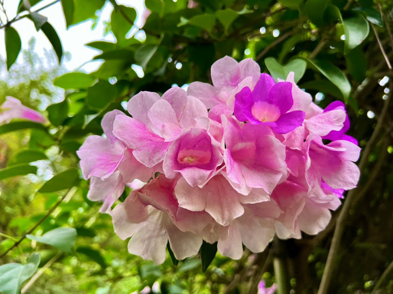 秋末蒜香藤盛開，粉紫色花朵為園區秋天的景色增添不少。   圖：新北市景觀處提供