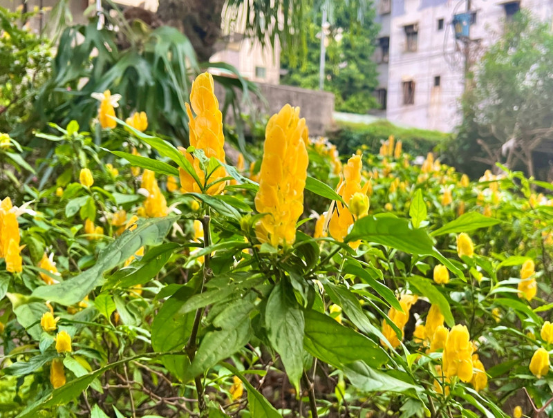 園中黃苞小蝦花（黃蝦花）是多年生的開花植物，片片鮮黃色的苞片直立而生，白色小花身藏其中，讓花圃充滿陽光活力。   圖：新北市景觀處提供