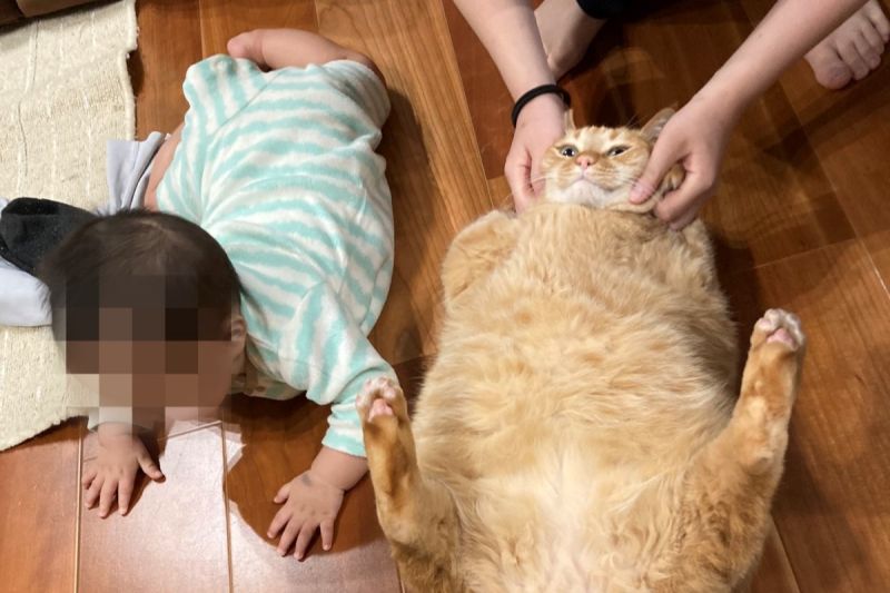 胖胖橘貓體型壯過7月大嬰兒，超巨身材曝光讓網傻了：「龍貓？」。   圖／Twitter：kagisuzu0531