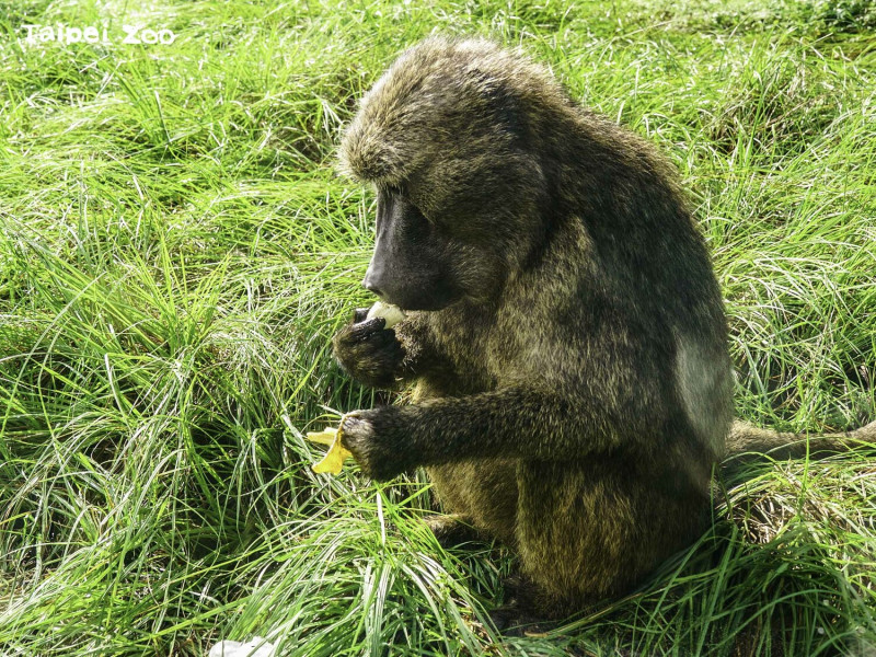 狒狒吃雞母蟲。   圖：台北市立動物園／提供