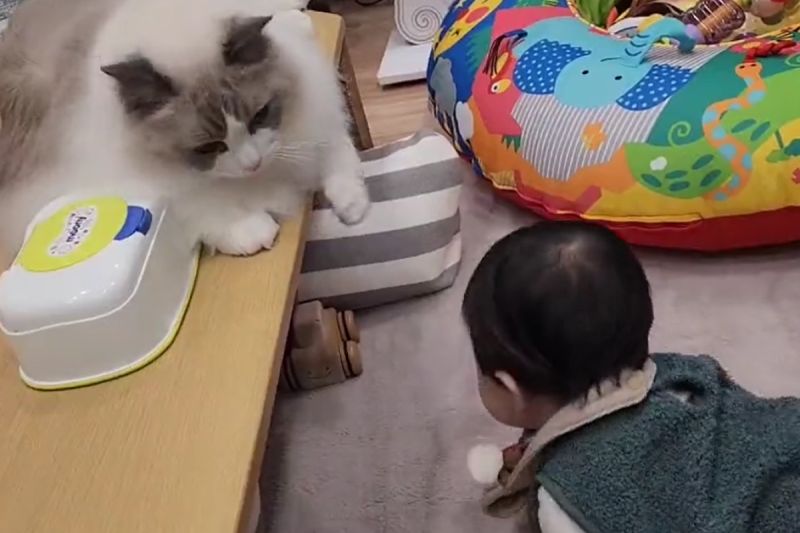嬰兒下秒將撞到頭頂，桌上的貓大哥迅速一掌制住：「那邊危險」。   圖／Twitter：roy201108