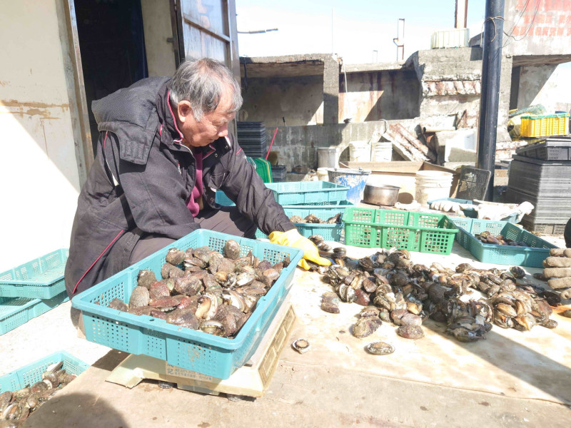 養殖業者篩選分級貢寮鮑。   圖：新北市漁業處提供