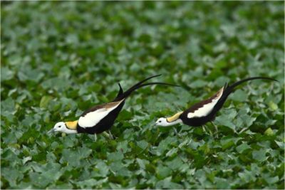 台南地區冬季水雉調查結果出爐，今年發現2603隻水雉，較去年增加351隻。   圖：翻攝自水雉生態教育園區