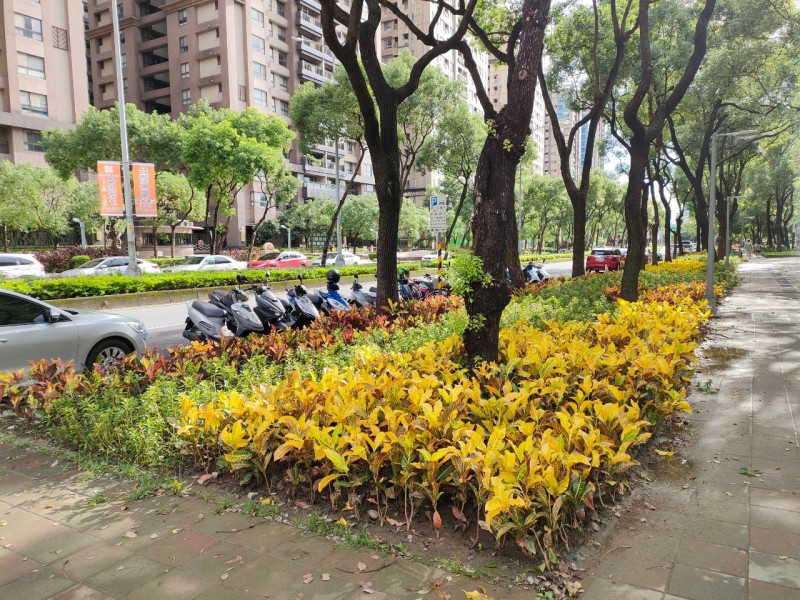 利用常綠觀葉植栽，如撒金變葉木及彩霞變葉木形塑色彩繽紛步行空間（大雅路至大義路）。   圖：新北市景觀處提供
