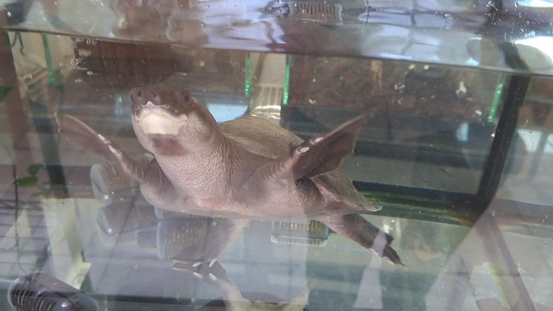豬鼻龜是唯一完全水棲的淡水龜，獨特長相成為寵物市場新寵，人們瘋狂捕撈，野生數量急速減少。   圖：新北市動保處提供