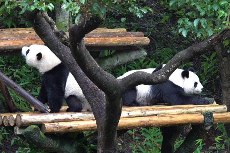 圓圓和圓仔母女同框的畫面倒數計時。   圖：台北市立動物園／提供