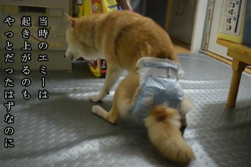 老柴犬站都站不穩，用盡全力爬向主人床邊：「想要一起睡」。   圖／TiKTok：saworu0820