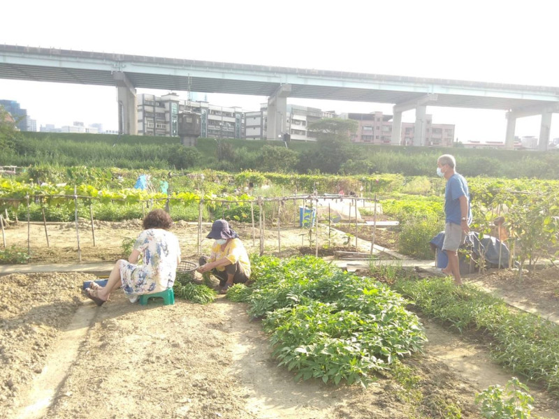 努力耕作的成果。   圖：新北市高灘處提供