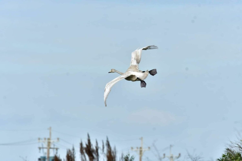 芬蘭國鳥黃嘴天鵝的幼鳥疑似因迷航落單在台灣。   圖：拍鳥俱樂部鍾太郎／提供