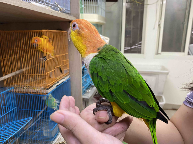 鳥類會鳴叫需要陪伴，生病時會隱瞞，假裝進食，飼主需要細心察覺。   圖：新北市動保處提供