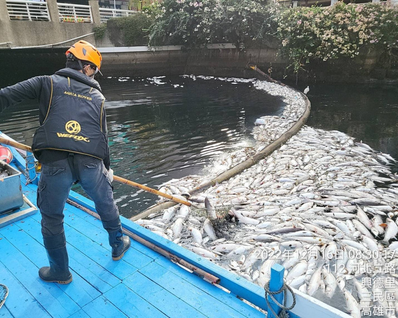 幸福川出現滿滿魚屍。   圖：高雄市環保局/提供