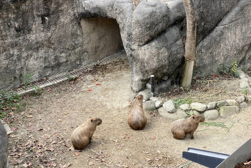 壽山動物園的動物重新適應人群中。   圖：高雄市政府/提供